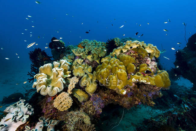 Reefscape em Nova Irlanda — Fotografia de Stock