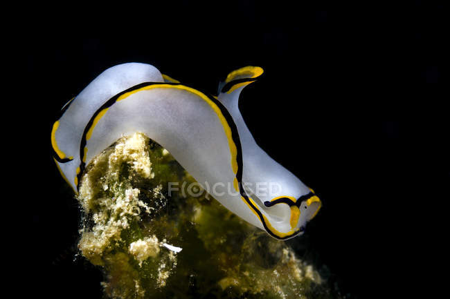 Bouclier protecteur pâle limace — Photo de stock