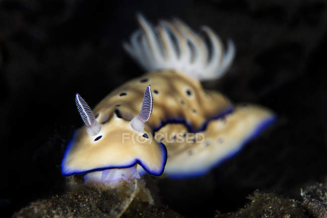 Risbecia tryoni nudibranchi — Foto stock