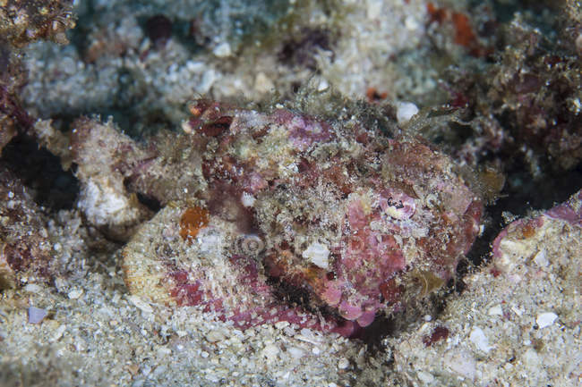 Scorfano camuffato adagiato sulla barriera corallina — Foto stock
