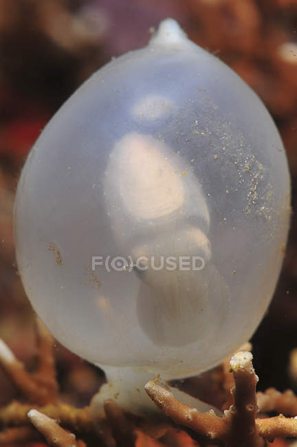Яйцо белой каракатицы в коралловом стагхорне — стоковое фото