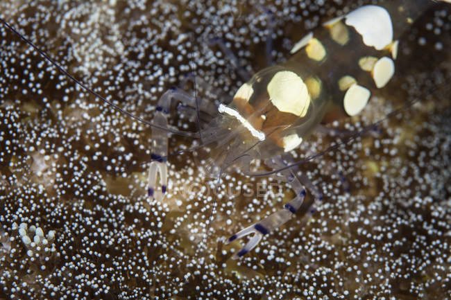 Анемоновые креветки с хвостиком павлина крупным планом — стоковое фото