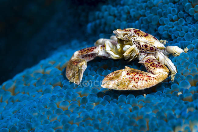 Granchio di porcellana maculato su anemone blu — Foto stock