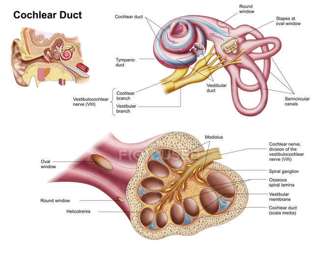 Anatomía del conducto coclear en el oído humano - foto de stock
