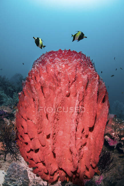 Fish swimming over barrel sponge — Stock Photo