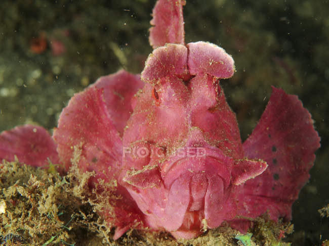 Paddle-flap rose scorpionfish gros plan — Photo de stock