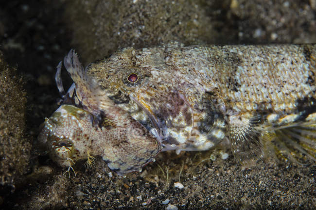 Lizardfish eating blenny — Stock Photo