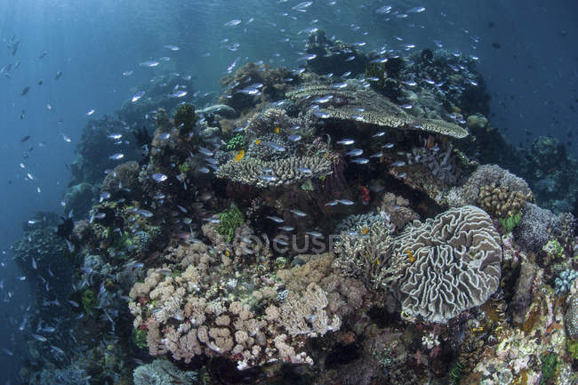 Разноцветный коралловый риф, покрытый рыбой — стоковое фото