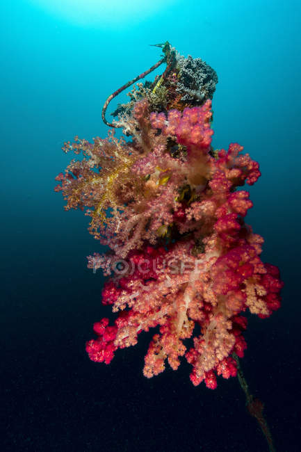 Buoy in soft corals — Stock Photo