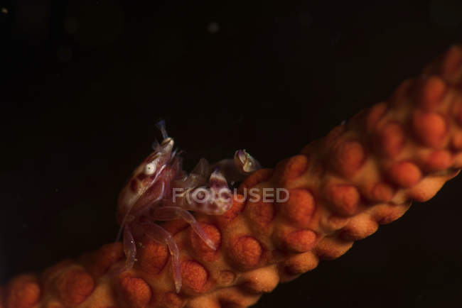 Крошечный фарфоровый краб на хлысте коралла — стоковое фото