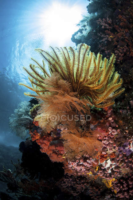 Seelilie klammert sich an Korallenriff-Hang — Stockfoto