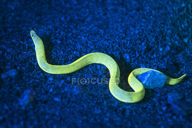 Anguila con luz fluorescente y filtros - foto de stock