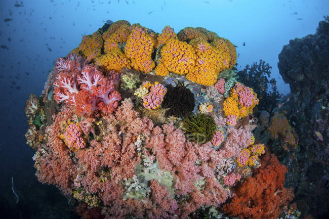 Барвисті корали ростуть на риф — стокове фото