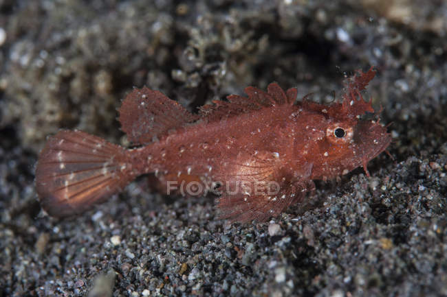 Juvenil Ambon scorpionfish no fundo do mar arenoso — Fotografia de Stock