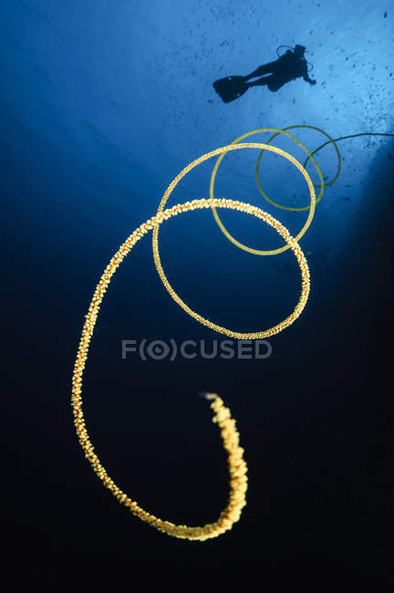 Diver swimming over whip coral — Stock Photo