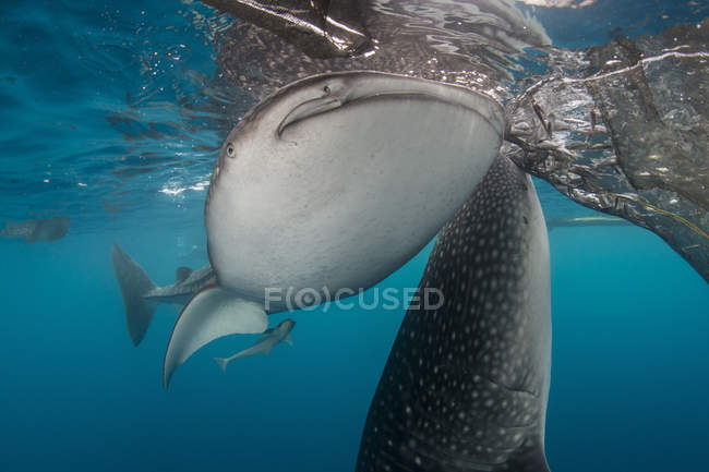 Tiburones ballena bajo redes de pesca - foto de stock