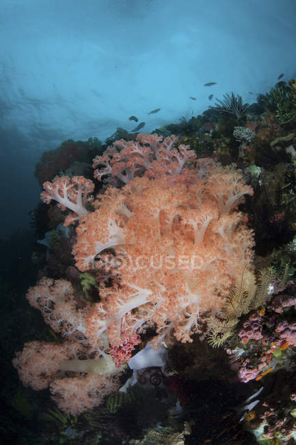 Soft corals thriving on deep reef — Stock Photo