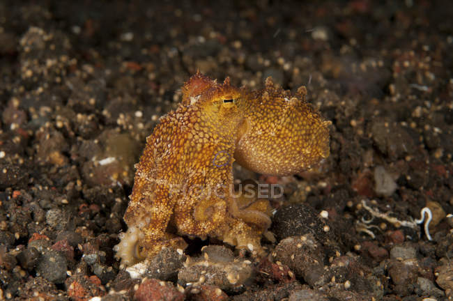 Ocellate polvo no fundo do mar rochoso — Fotografia de Stock