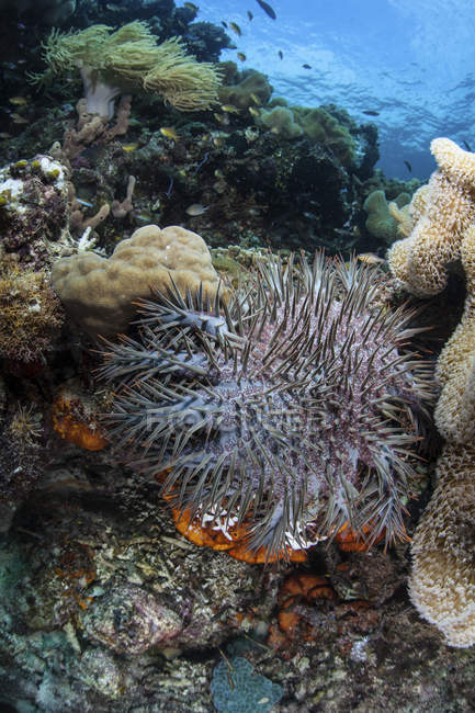 Dornenkronen-Seesterne auf Korallen in Indonesien — Stockfoto