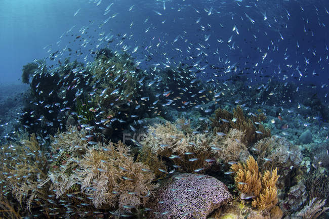 Coloridos peces nadando sobre el arrecife - foto de stock