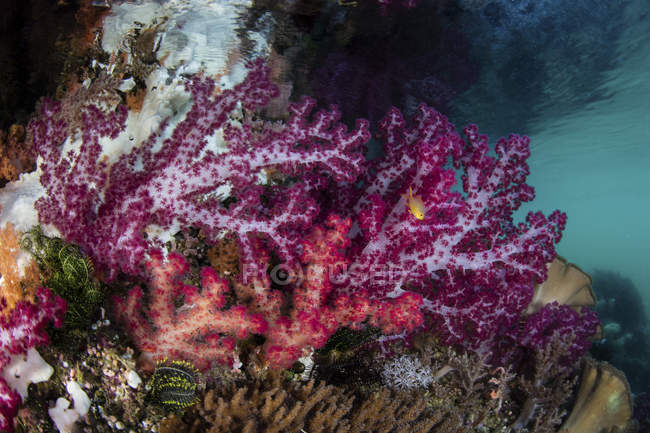 Coralli molli che crescono sull'isola di calcare — Foto stock