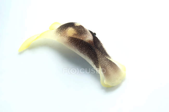 Yellow and brown headshield slug — Stock Photo