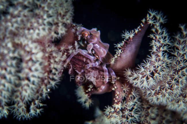 Minuscule crabe accroché au stylo marin — Photo de stock