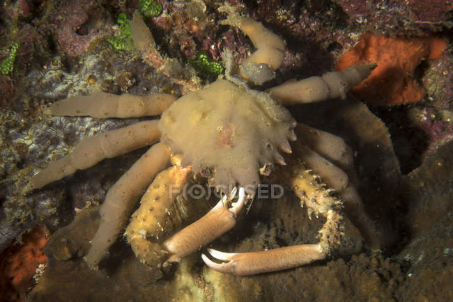 Crab feeding on reef — Stock Photo