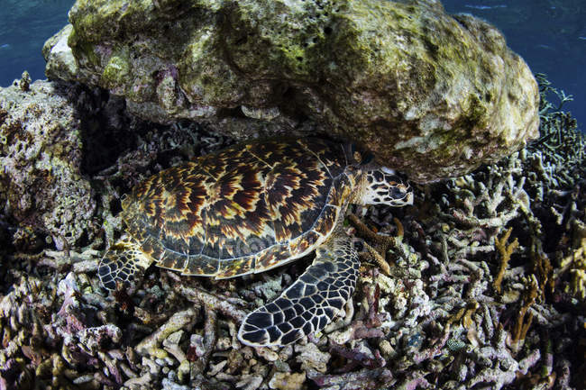 Habichtsschnabel-Meeresschildkröte unter Findlingen — Stockfoto