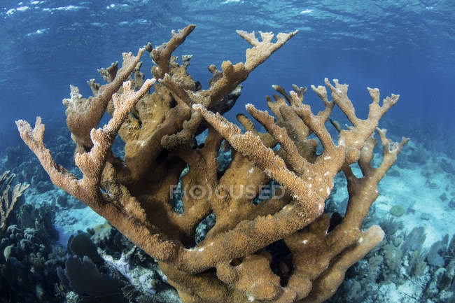 Colony of elkhorn coral growing on reef — Stock Photo