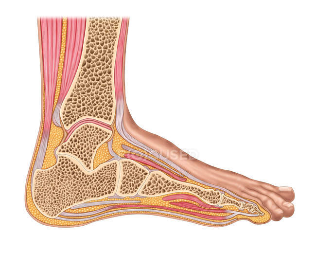 Coupe longitudinale du pied humain dans un plan sagittal — Photo de stock