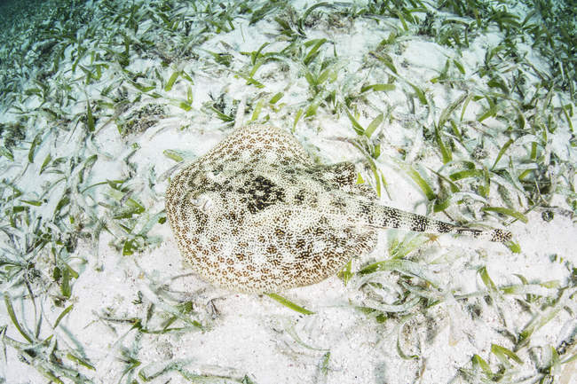 Stingray laying on the sandy seafloor — Stock Photo