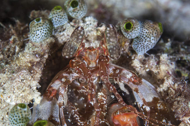Mantis shrimp peering out of lair — Stock Photo
