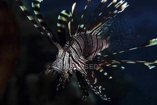 Lionfish close-up shot — Fotografia de Stock