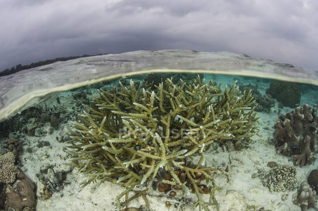 Коралловая колония в условиях низкой воды — стоковое фото