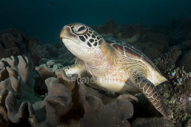 Зеленая черепаха на дне моря — стоковое фото