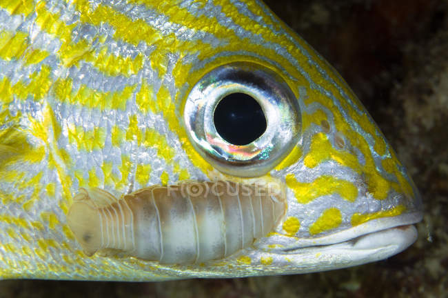 Isópodo parásito en peces gruñidos - foto de stock