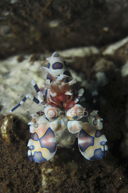 Blue spotted harlequin shrimp — Stock Photo