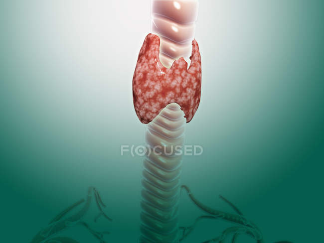 Ilustración médica de la glándula tiroides en la tráquea - foto de stock