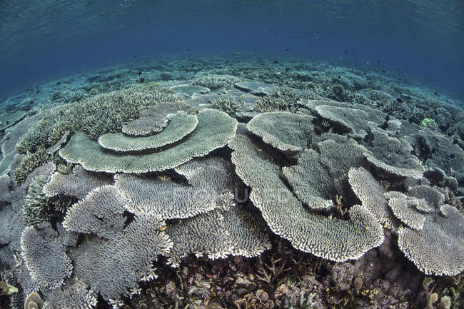 Corais frágeis em águas rasas — Fotografia de Stock