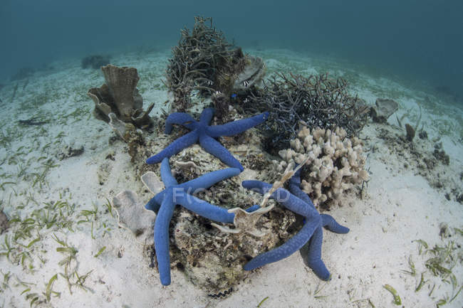 Estrella de mar azul y corales sobre fondo de mar arenoso - foto de stock