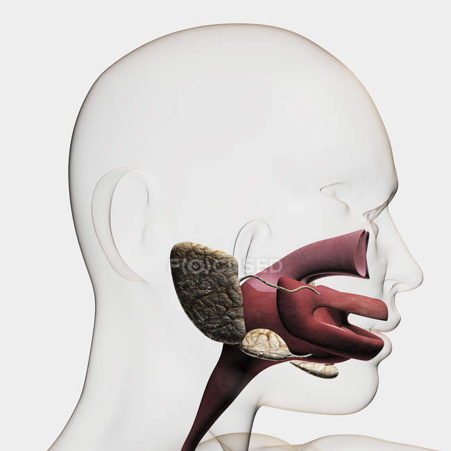 Ilustración médica del sistema digestivo humano, incluyendo glándulas salivales, esófago y cavidad oral - foto de stock