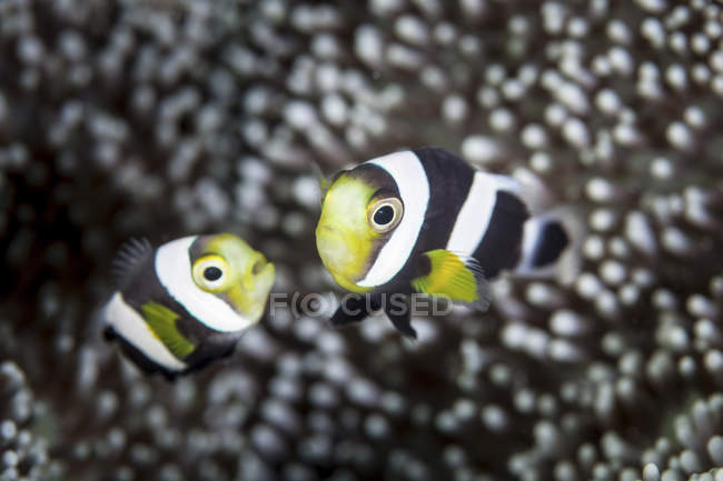 Coppia di giovani sellarella anemonefish — Foto stock