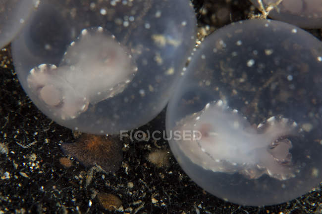 Embriões de choco flamejantes em ovos — Fotografia de Stock