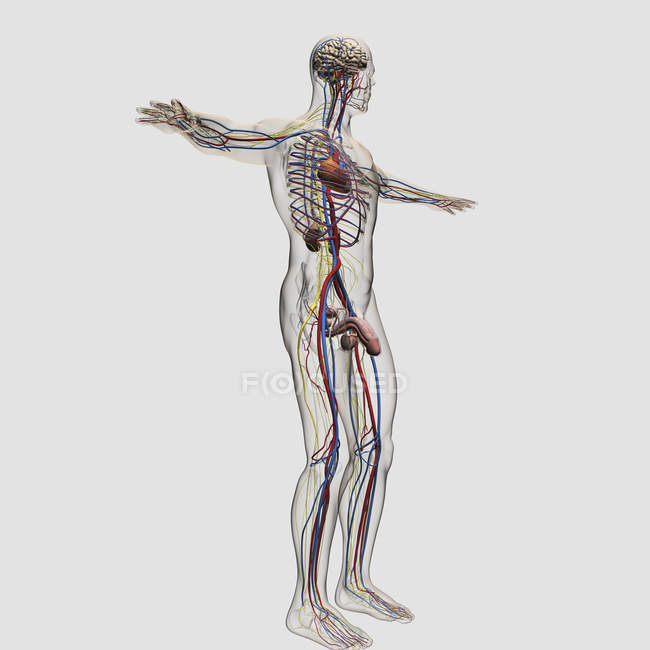 Ilustração médica tridimensional do sistema reprodutivo masculino com veias e artérias — Fotografia de Stock