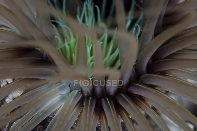 Tentacles of tube anemone — Stock Photo