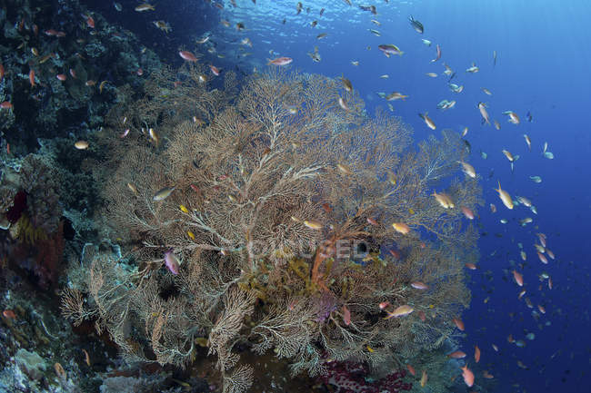 Colorful fish swimming around gorgonian — Stock Photo