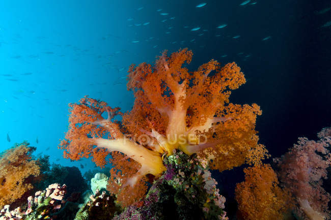 Escena de coral suave en Cebú - foto de stock