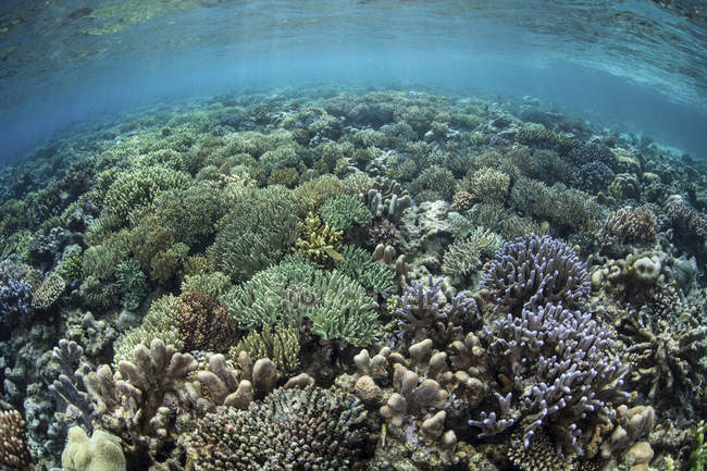 Vasta gamma di coralli a Raja Ampat — Foto stock