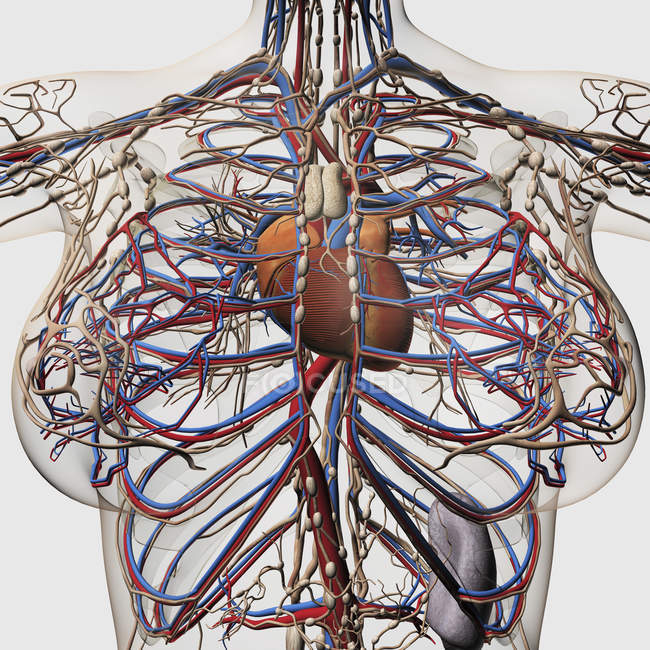 Medical illustration of female breast arteries, veins and lymphatic system — Stock Photo